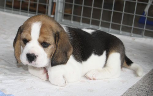 Beaglewelpe